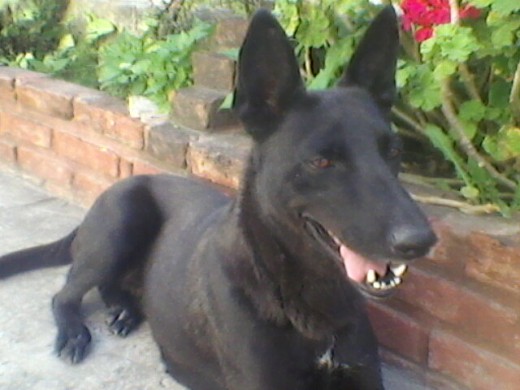 sombra es negra con ojos color miel su tamaño es mediano con 4 años
sombra es negra con ojos color miel su tamaño es mediano con 4 años